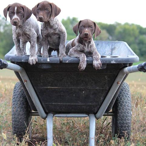 German shorthaired pointer store blue